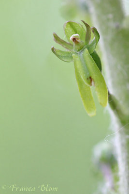 Listera ovata - Grote keverorchis