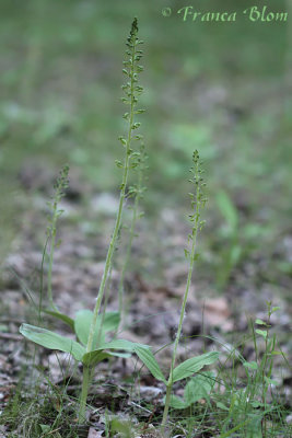 Listera ovata - Grote keverorchis