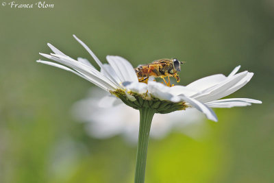 Leucanthemum Vulgare - Margriet