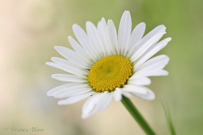 Leucanthemum Vulgare - Margriet