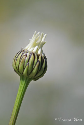 Leucanthemum Vulgare - Margriet