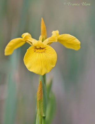 Iris pseudacorus - Gele lis
