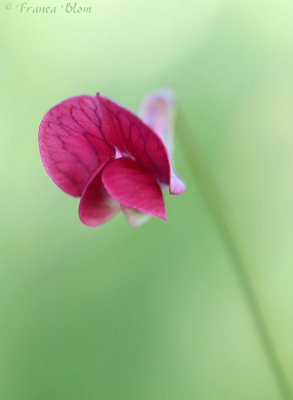 Lathyrus nissolia - Graslathyrus