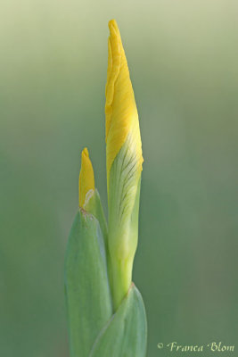 Iris pseudacorus - Gele lis