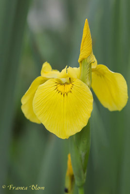 Iris pseudacorus - Gele lis