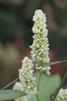 Persicaria lapathifolia - Beklierde duizendknoop