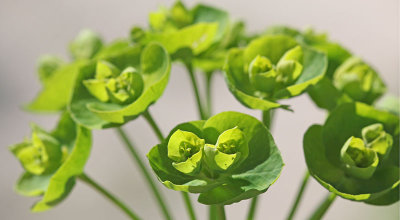 Euphorbia esula - Heksenmelk