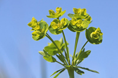 Euphorbia esula - Heksenmelk