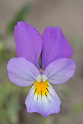 Viola curtisii - Duinviooltje