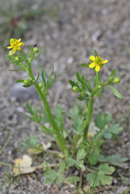 Ranunculus sceleratus - Blaartrekkende boterbloem