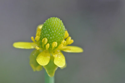 Ranunculus sceleratus - Blaartrekkende boterbloem