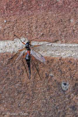 Houtlangpootmug - Tanyptera atrata