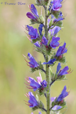 Echium vulgare - Slangenkruid