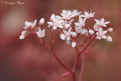 Sedum album - Wit vetkruid