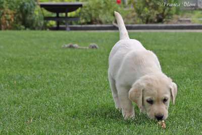 Puppy 4
