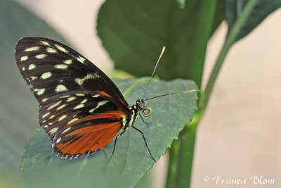 Heliconius hecale zuleika