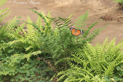 Danaus chrysippus - Kleine monarchvlinder