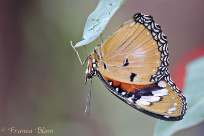 Danaus chrysippus - Kleine monarchvlinder