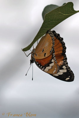 Danaus chrysippus - Kleine monarchvlinder