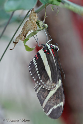 Zebravlinder - Heliconius charithonia