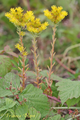 Sedum rupestre - Tripmadam