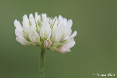 Trifolium repens - Witte klaver