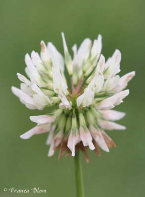 Trifolium repens - Witte klaver