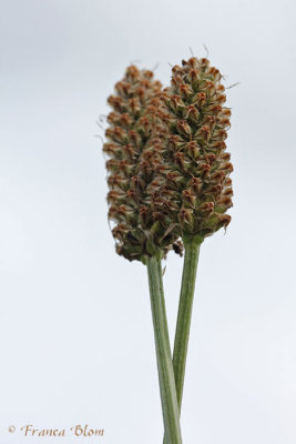 Plantago lanceolata - Smalle weegbree