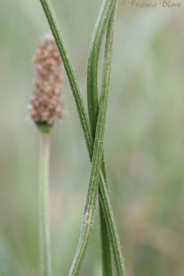 Plantago lanceolata - Smalle weegbree