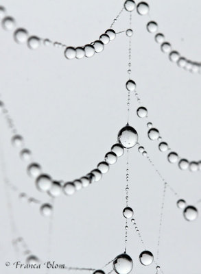 Mistdruppels in spinnenweb