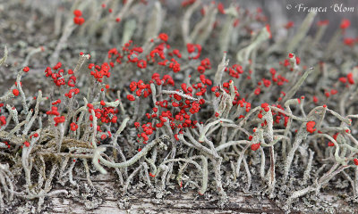 Rode heidelucifer -  Cladonia floerkeana