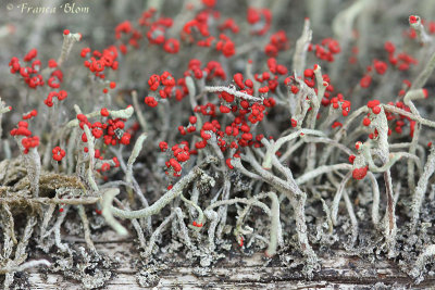 Rode heidelucifer -  Cladonia floerkeana