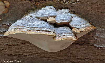 Fomes fomentarius - Echte tonderzwam