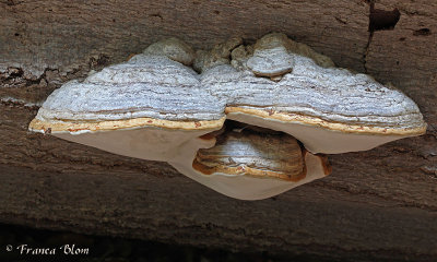 Fomes fomentarius - Echte tonderzwam