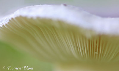 Russula spec.