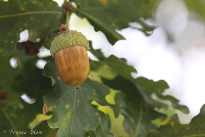 Zomereik - Quercus robur