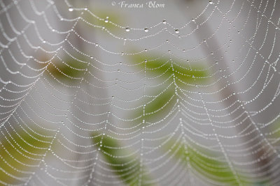 Spinnenweb met mistdruppels