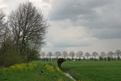 Voorjaar in het Alblasserbos