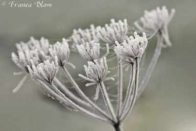  Daucus carota - Wilde peen