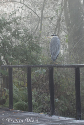 Blauwe reiger - Ardea cinerea