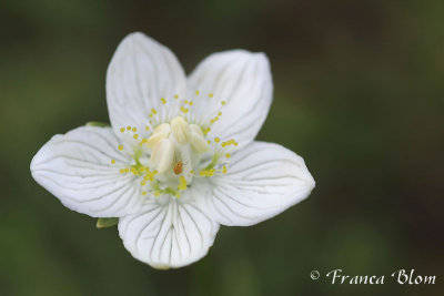 Parnissia palustris - Parnassia 