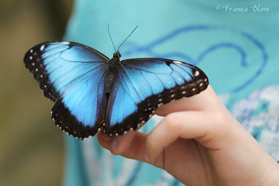 Morpho peleides - Azuurvlinder
