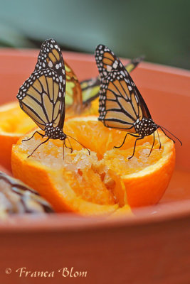 Danaus plexippus - Monarchvlinder