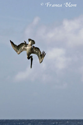 Duikende bruine pelikaan