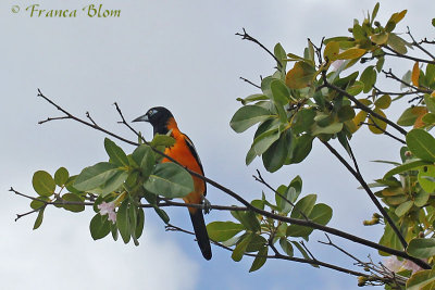 Oranje troepiaal - Icterus icterus