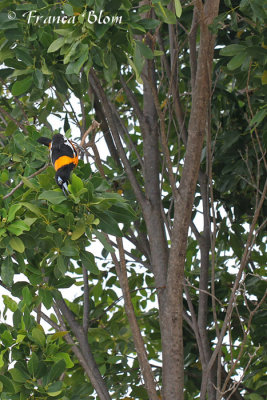 Oranje troepiaal - Icterus icterus