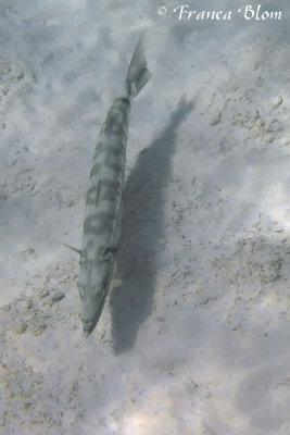 Grote barracuda - Sphyraena barracuda