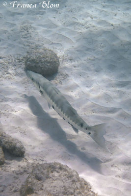 Grote barracuda - Sphyraena barracuda