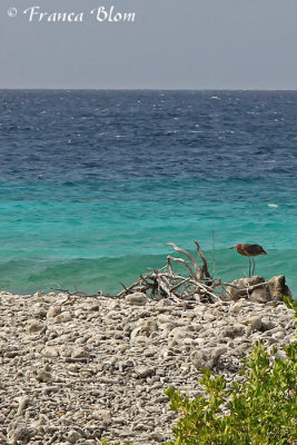 Roodhalsreiger