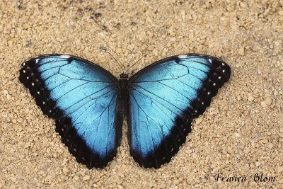Morpho peleides - Azuurvlinder